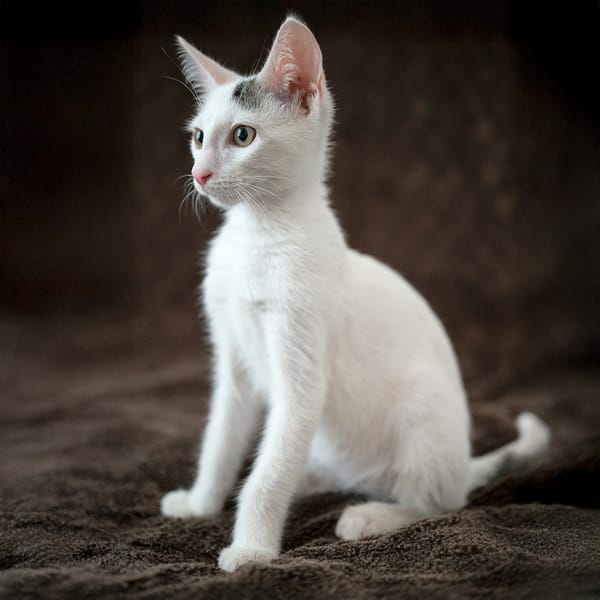 Loki