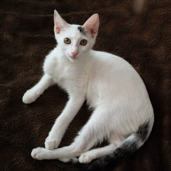 Loki