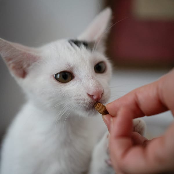 Loki