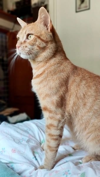 Milo