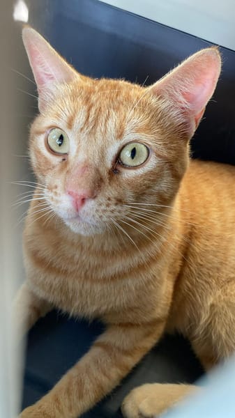 Milo