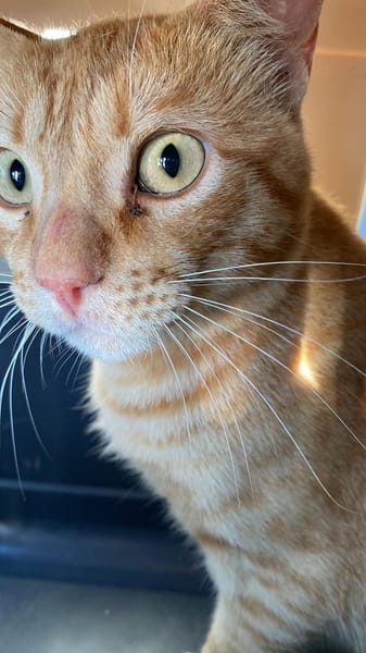 Milo