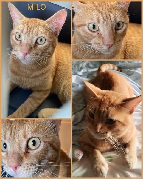 Milo