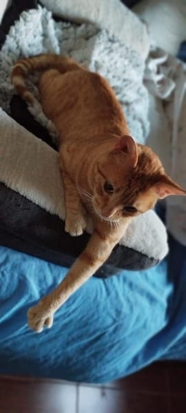 Milo