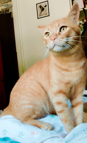 Milo