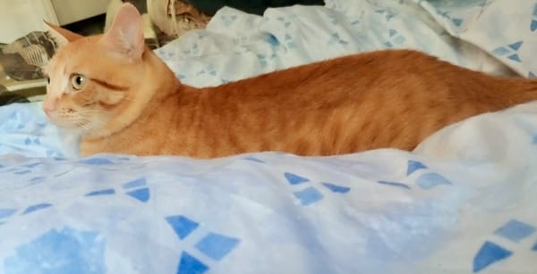 Milo
