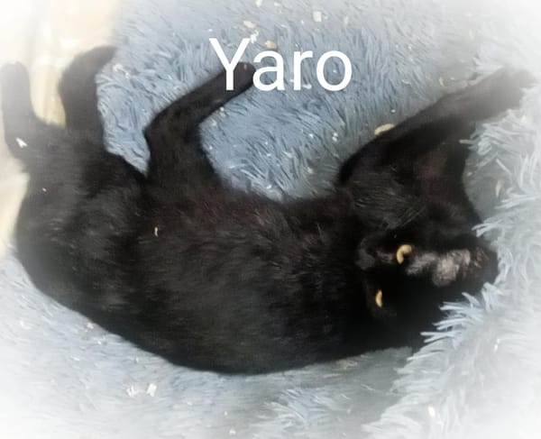 Yaro chat mâle