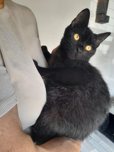 Yaro chat mâle