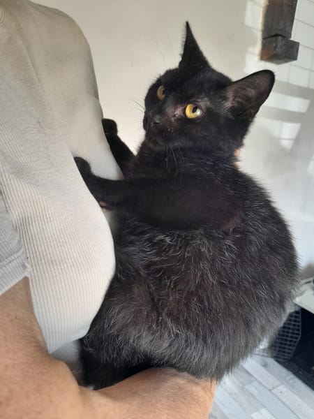 Yaro chat mâle