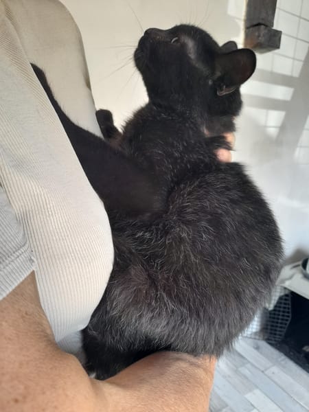 Yaro chat mâle
