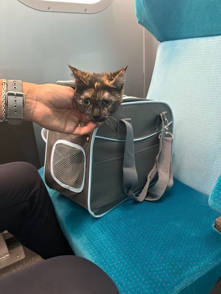 Abby chatte femelle réunion