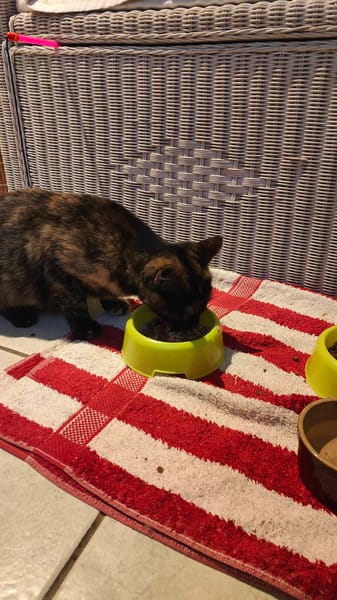 Abby chatte femelle réunion