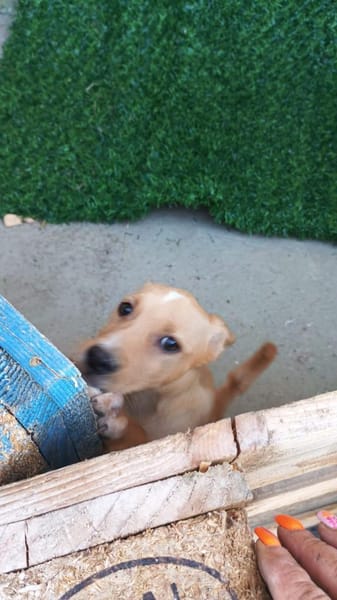 Siria 💜💜💜 kleines Hundemädchen
