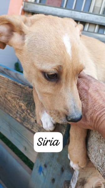 Siria 💜💜💜 kleines Hundemädchen