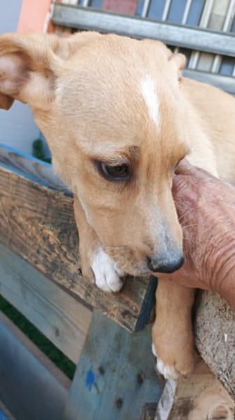 Siria 💜💜💜 kleines Hundemädchen
