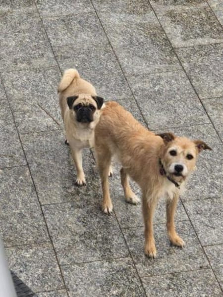 Fia - Terrier Mix Hündin