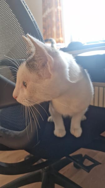 CESAR - in 53129 Bonn
