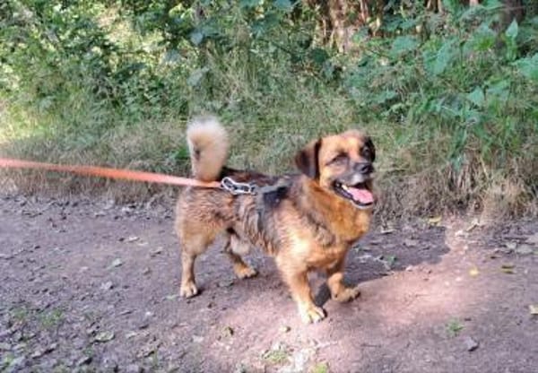 Unkomplizierter Bub Frodo sucht Zuhause