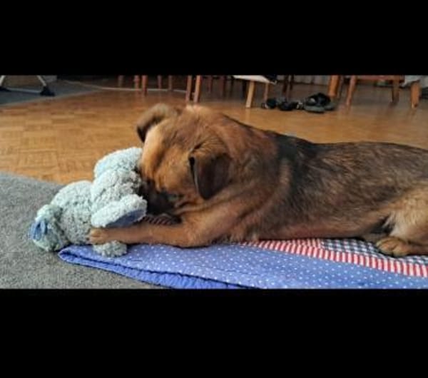 Unkomplizierter Bub Frodo sucht Zuhause