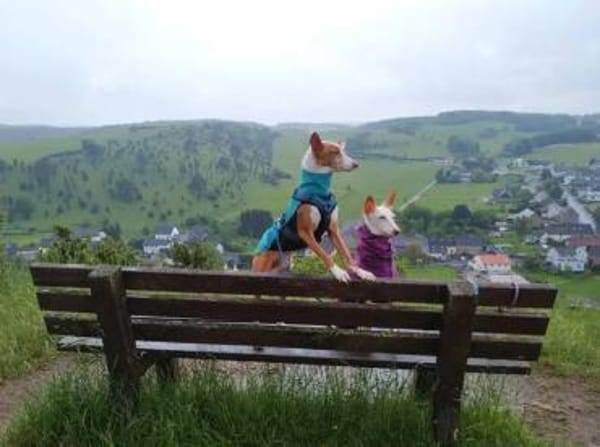 Janosch - sucht ein Zuhause für immer