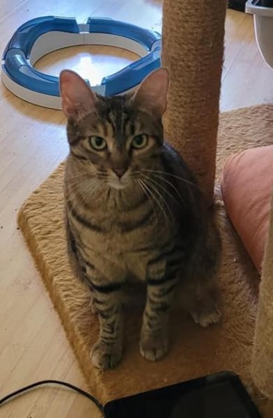 verspielte Roxy