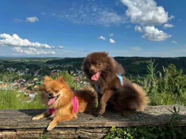 Lio - ist aktiv und liebt Ball spielen