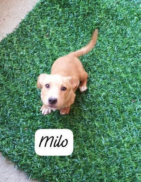 Milo💚💚💚 Süßes Hundekind