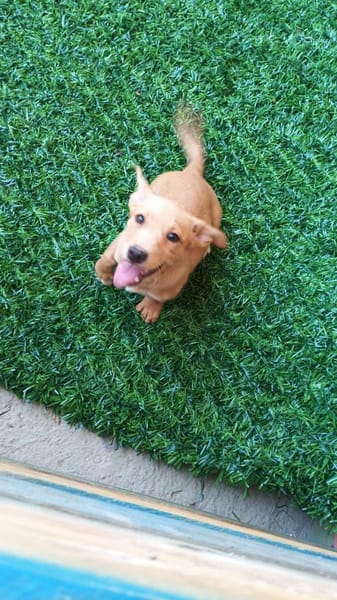 Milo💚💚💚 Süßes Hundekind