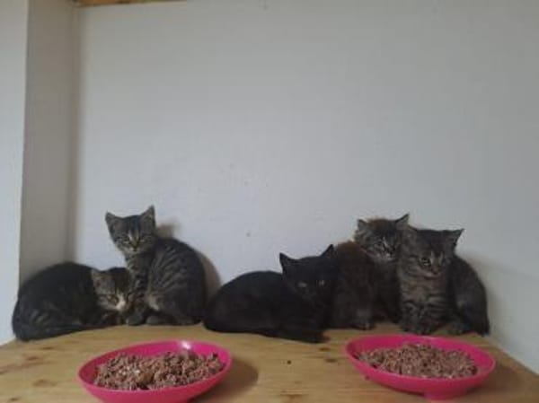 Katzenwelpen