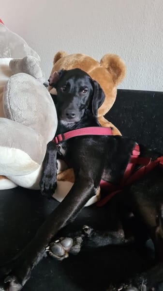 Krizia auf Pflegestelle in Winnenden
