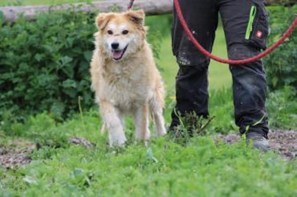 Bailey - hübscher, aufgeweckter Rüde