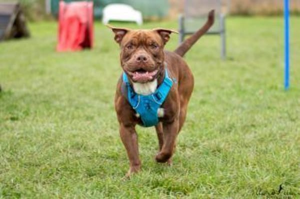 Chico