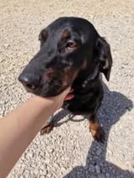 Die kleine💕Tilda💕 sucht ihre Menschen