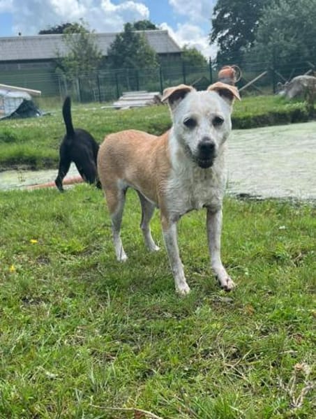 Onawa1 sucht eine Dauerpflegestelle