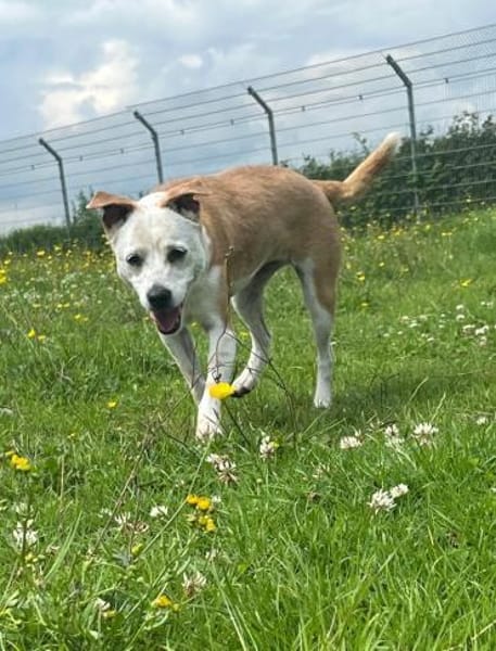 Onawa1 sucht eine Dauerpflegestelle