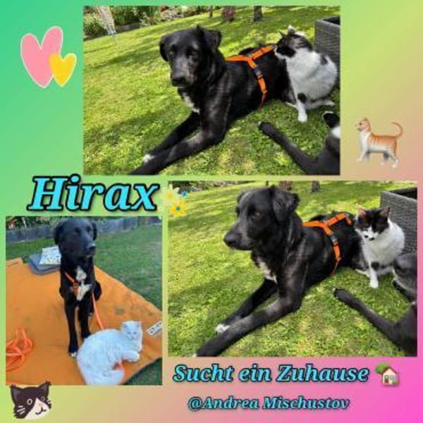 Hübscher Hirax wartet in München!