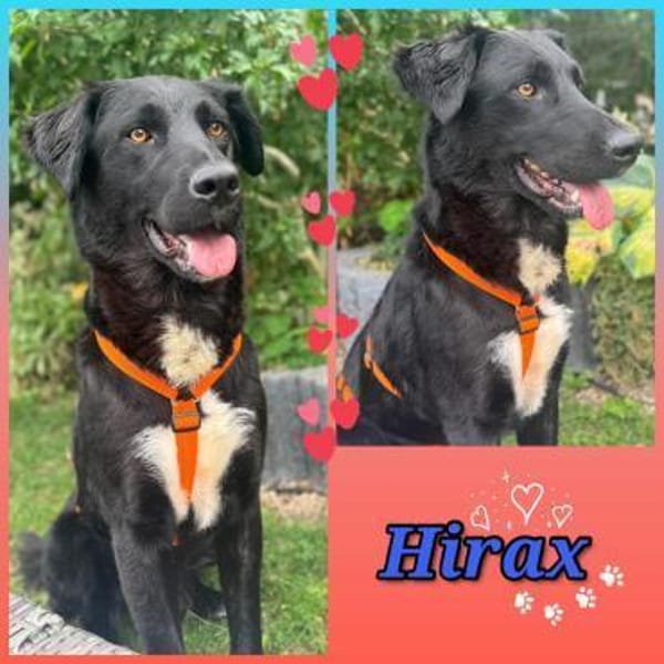 Hübscher Hirax wartet in München!