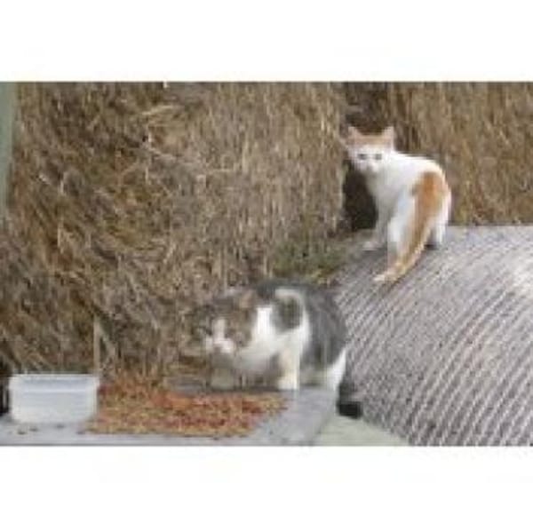 Auswilderungsplätze für scheue Katzen