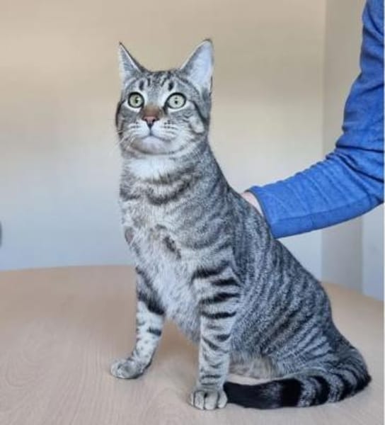 Runner - verspielter Kater sucht Familie