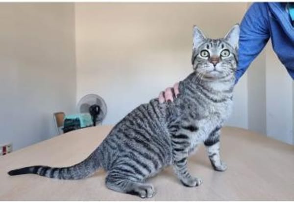 Runner - verspielter Kater sucht Familie
