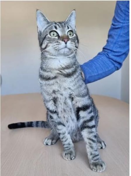 Runner - verspielter Kater sucht Familie