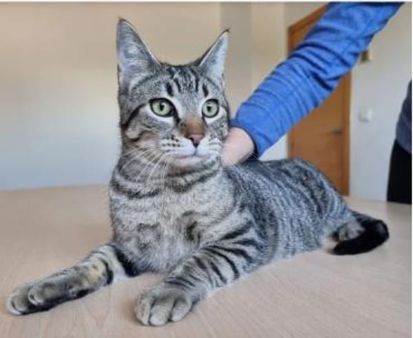 Runner - verspielter Kater sucht Familie