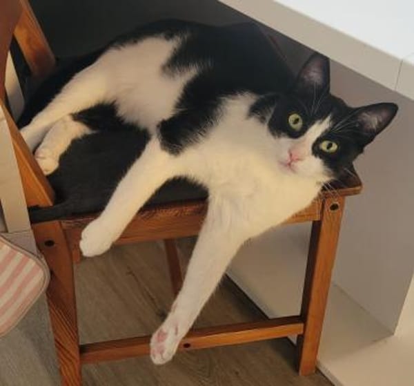 verspielter Felix