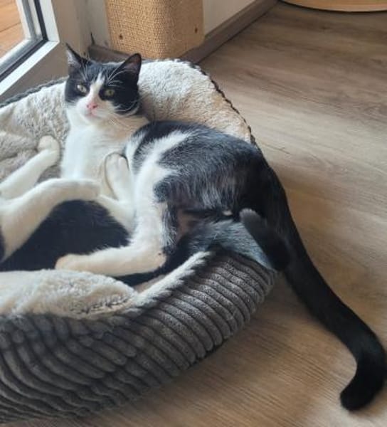 verspielter Felix