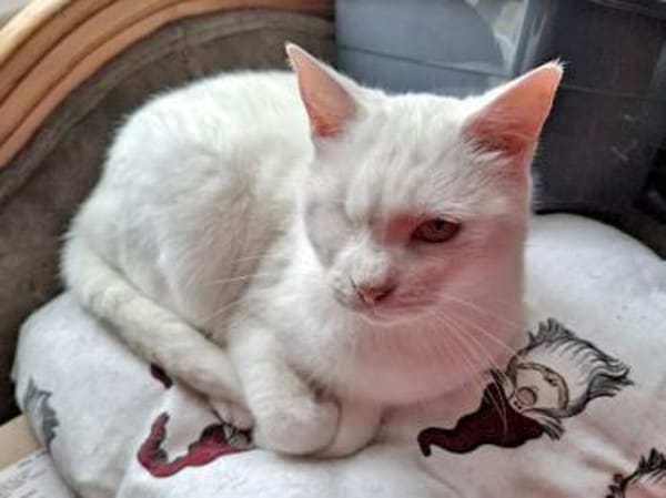 Smeraldo wünscht sich neues Zuhause