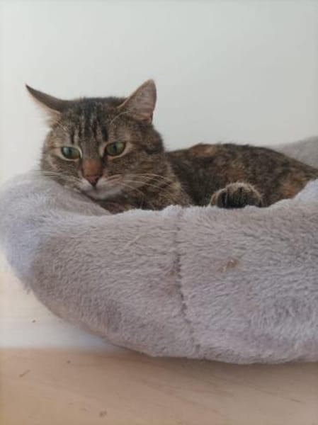 Minou - Teenie-Mama