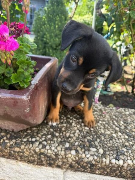 Pandi ein liebes Kerlchen
