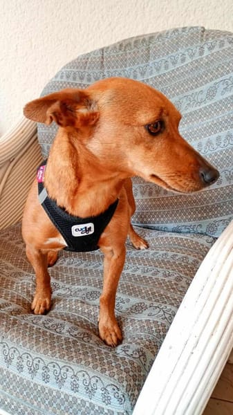 Lilo - liebes, sanftes Pinscher-Mädel