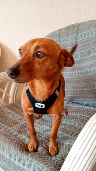 Lilo - liebes, sanftes Pinscher-Mädel