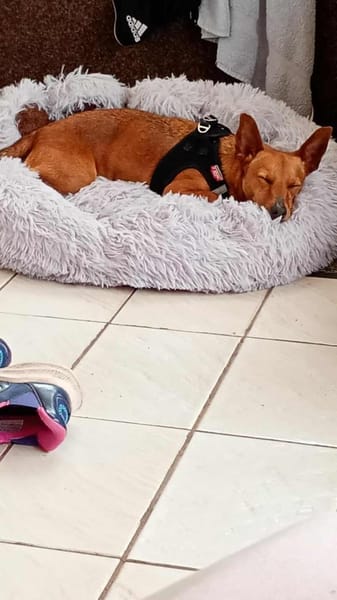 Lilo - liebes, sanftes Pinscher-Mädel